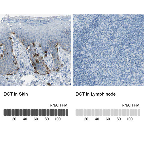 Immunohistochemistry analysis in human skin and lymph node tissues using HPA010743 antibody. Corresponding DCT RNA-seq data are presented for the same tissues.