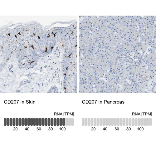 Immunohistochemistry analysis in human skin and pancreas tissues using HPA011216 antibody. Corresponding CD207 RNA-seq data are presented for the same tissues.