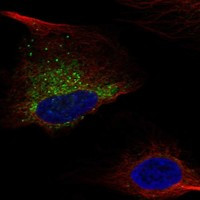 Immunofluorescent staining of human cell line U-2 OS shows localization to endoplasmic reticulum & vesicles.