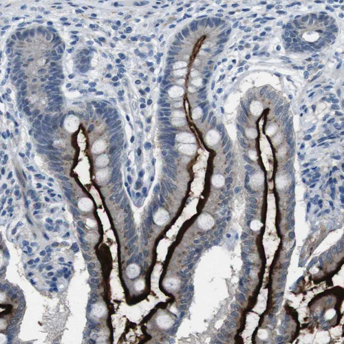 Immunohistochemical staining of human small intestine shows positivity in apical membrane in glandular cells.