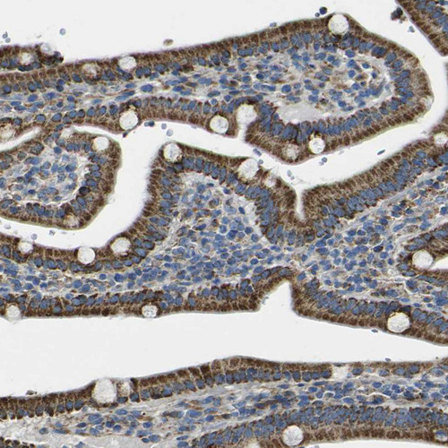 Immunohistochemical staining of human gastrointestinal shows strong granular cytoplasmic positivity in glandular cells.
