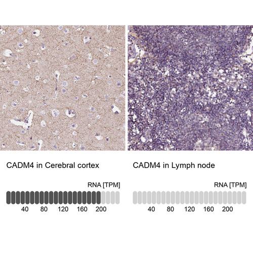 Immunohistochemistry analysis in human cerebral cortex and lymph node tissues using HPA012612 antibody. Corresponding CADM4 RNA-seq data are presented for the same tissues.