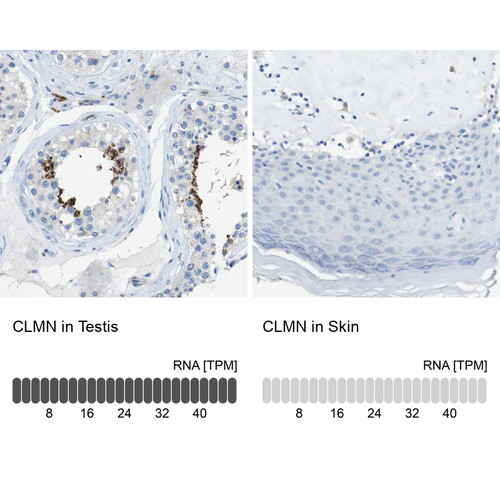 Immunohistochemistry analysis in human testis and skin tissues using HPA012634 antibody. Corresponding CLMN RNA-seq data are presented for the same tissues.