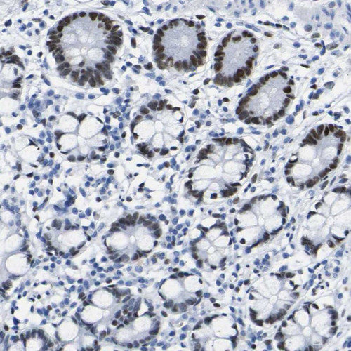 Immunohistochemical staining of human small intestine shows strong nuclear positivity in glandular cells.