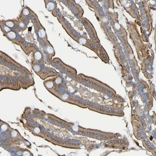 Immunohistochemical staining of human small intestine shows strong membranous positivity in glandular cells.