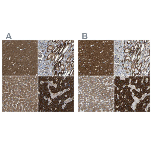 Immunohistochemical staining of human cerebral cortex, kidney, liver and parathyroid gland using Anti-C1GALT1 antibody HPA012819 (A) shows similar protein distribution across tissues to independent antibody HPA011294 (B).