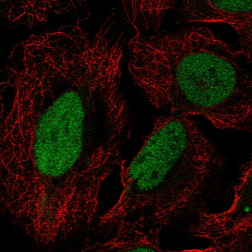 Immunofluorescent staining of human cell line U-2 OS shows localization to nucleoplasm.
