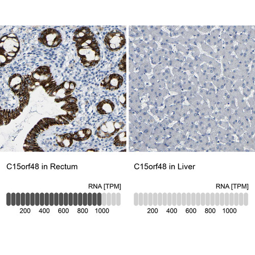 Immunohistochemistry analysis in human rectum and liver tissues using HPA012943 antibody. Corresponding C15orf48 RNA-seq data are presented for the same tissues.
