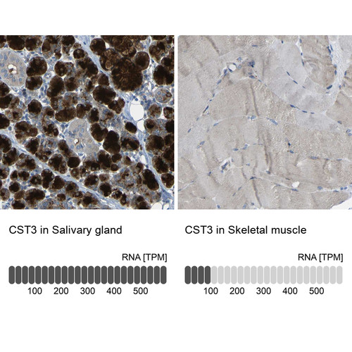 Immunohistochemistry analysis in human salivary gland and skeletal muscle tissues using Anti-CST3 antibody. Corresponding CST3 RNA-seq data are presented for the same tissues.