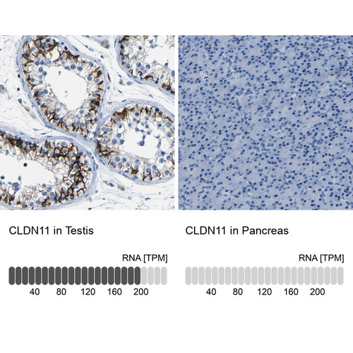 Immunohistochemistry analysis in human testis and pancreas tissues using HPA013166 antibody. Corresponding CLDN11 RNA-seq data are presented for the same tissues.