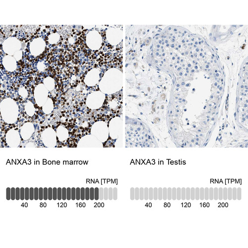 Immunohistochemistry analysis in human bone marrow and testis tissues using HPA013398 antibody. Corresponding ANXA3 RNA-seq data are presented for the same tissues.