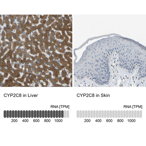 Immunohistochemistry analysis in human liver and skin tissues using HPA013547 antibody. Corresponding CYP2C8 RNA-seq data are presented for the same tissues.