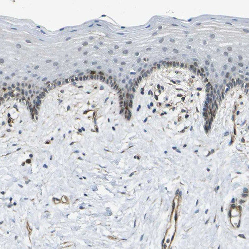 Immunohistochemical staining of human vagina shows strong positivity in endothelial cells.