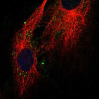 Immunofluorescent staining of human cell line HUVEC TERT2 shows localization to cell junctions & lipid droplets.