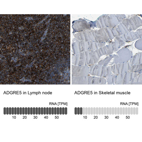 Immunohistochemistry analysis in human lymph node and skeletal muscle tissues using HPA013707 antibody. Corresponding ADGRE5 RNA-seq data are presented for the same tissues.