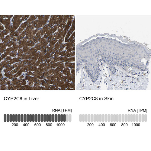 Immunohistochemistry analysis in human liver and skin tissues using HPA013970 antibody. Corresponding CYP2C8 RNA-seq data are presented for the same tissues.