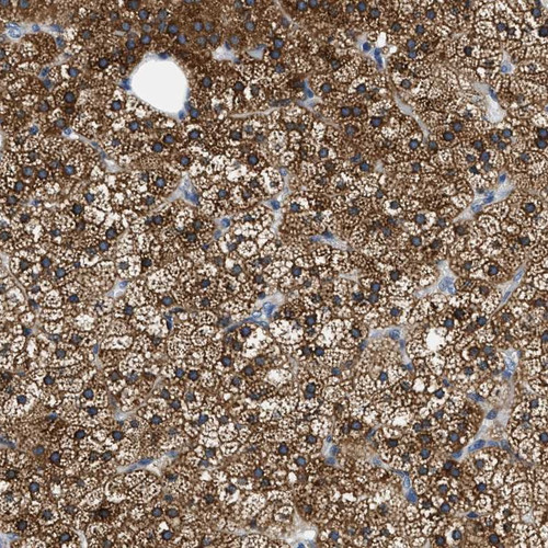 Immunohistochemical staining of human adrenal gland shows strong cytoplasmic positivity in cortical cells.