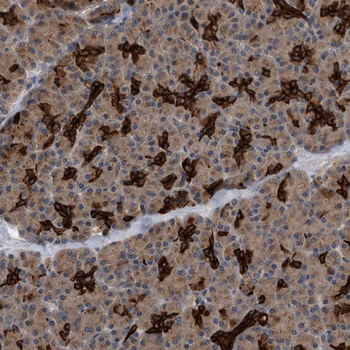 Immunohistochemical staining of human pancreas shows strong positivity in ductal cells.