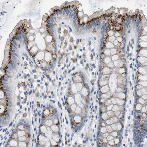 Immunohistochemical staining of human colon shows strong positivity in Golgi apparatus in glandular cells.