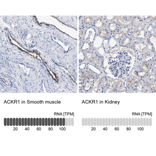 Immunohistochemistry analysis in human smooth muscle and kidney tissues using Anti-ACKR1 antibody. Corresponding ACKR1 RNA-seq data are presented for the same tissues.