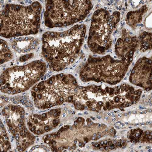 Immunohistochemical staining of human kidney shows strong cytoplasmic positivity with granular pattern in renal tubules.