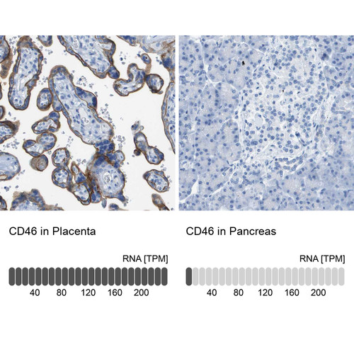 Immunohistochemistry analysis in human placenta and pancreas tissues using HPA016903 antibody. Corresponding CD46 RNA-seq data are presented for the same tissues.