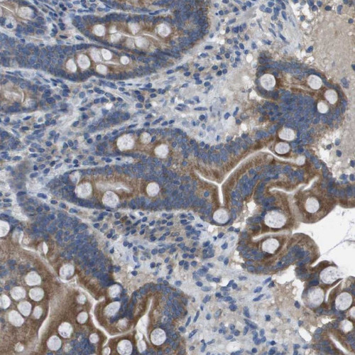 Immunohistochemical staining of human duodenum shows moderate cytoplasmic positivity in glandular cells.