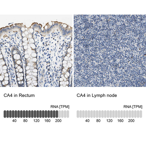 Immunohistochemistry analysis in human rectum and lymph node tissues using HPA017258 antibody. Corresponding CA4 RNA-seq data are presented for the same tissues.