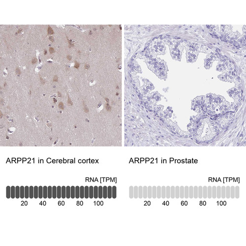 Immunohistochemistry analysis in human cerebral cortex and prostate tissues using HPA017303 antibody. Corresponding ARPP21 RNA-seq data are presented for the same tissues.