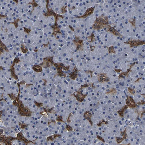 Immunohistochemical staining of human pancreas shows strong cytoplasmic positivity in pancreatic duct cells.