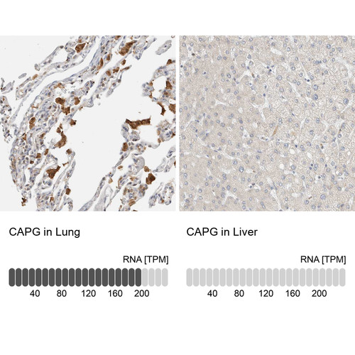 Immunohistochemistry analysis in human lung and liver tissues using HPA018843 antibody. Corresponding CAPG RNA-seq data are presented for the same tissues.