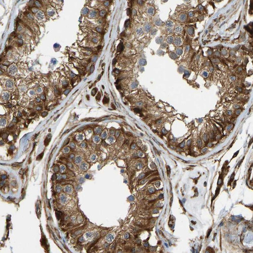 Immunohistochemical staining of human testis shows strong cytoplasmic positivity in cells in seminiferus tubules and leydig cells.