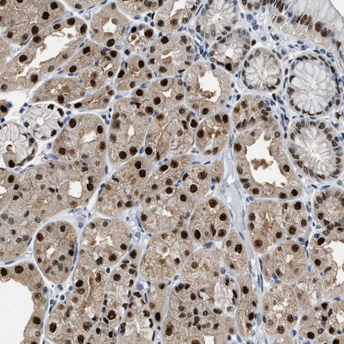 Immunohistochemical staining of human stomach shows strong nuclear positivity in glandular cells.