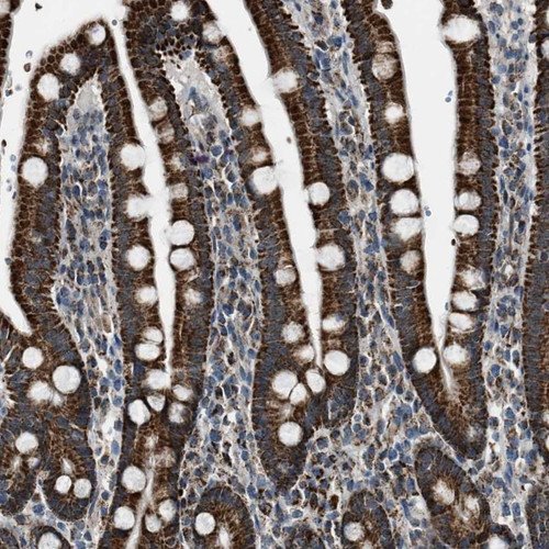 Immunohistochemical staining of human duodenum shows strong cytoplasmic positivity in glandular cells.