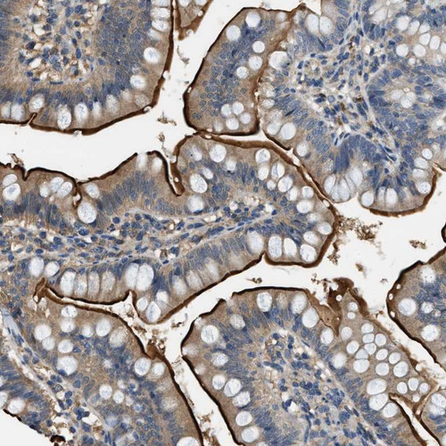 Immunohistochemical staining of human small intestine shows distinct positivity of the brush border in glandular cells.