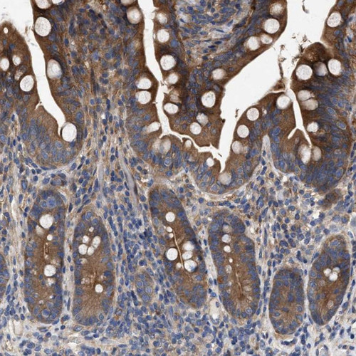 Immunohistochemical staining of human small intestine shows strong cytoplasmic positivity in glandular cells.