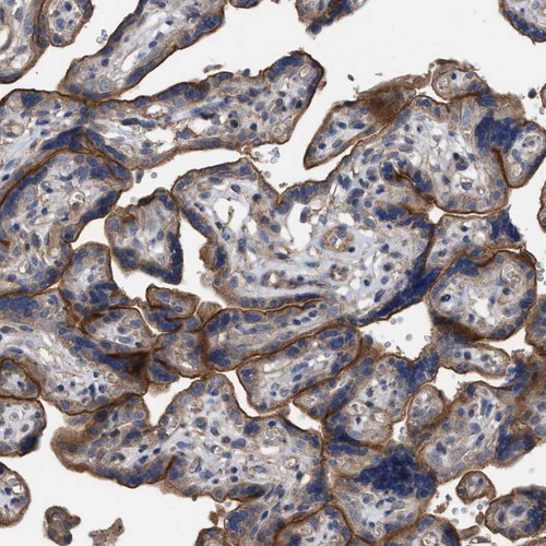Immunohistochemical staining of human placenta shows strong membranous positivity in trophoblastic cells.
