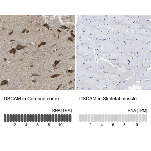 Immunohistochemistry analysis in human cerebral cortex and skeletal muscle tissues using HPA019324 antibody. Corresponding DSCAM RNA-seq data are presented for the same tissues.