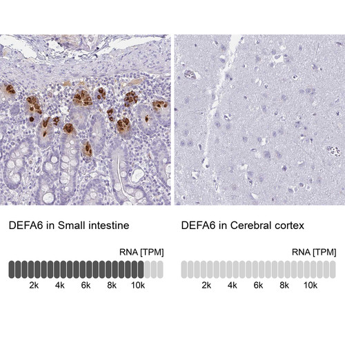 Immunohistochemistry analysis in human small intestine and cerebral cortex tissues using HPA019462 antibody. Corresponding DEFA6 RNA-seq data are presented for the same tissues.