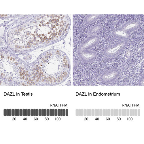 Immunohistochemistry analysis in human testis and endometrium tissues using HPA019593 antibody. Corresponding DAZL RNA-seq data are presented for the same tissues.