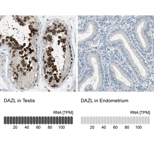 Immunohistochemistry analysis in human testis and endometrium tissues using HPA019777 antibody. Corresponding DAZL RNA-seq data are presented for the same tissues.