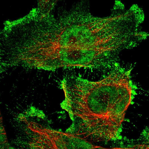 Immunofluorescent staining of human cell line U-251 MG shows localization to nucleoplasm & plasma membrane.