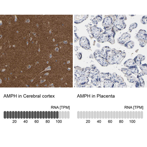 Immunohistochemistry analysis in human cerebral cortex and placenta tissues using HPA019828 antibody. Corresponding AMPH RNA-seq data are presented for the same tissues.