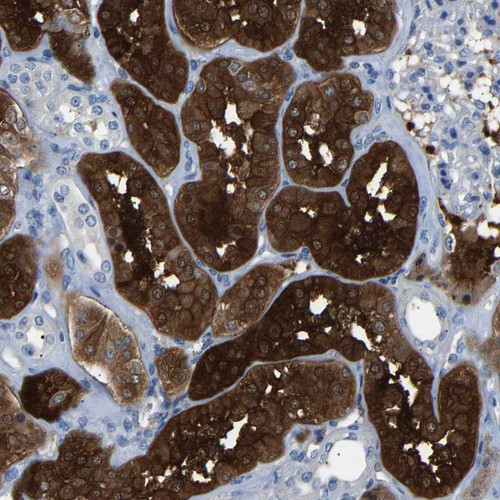 Immunohistochemical staining of human kidney shows strong cytoplasmic positivity in cells of tubules.