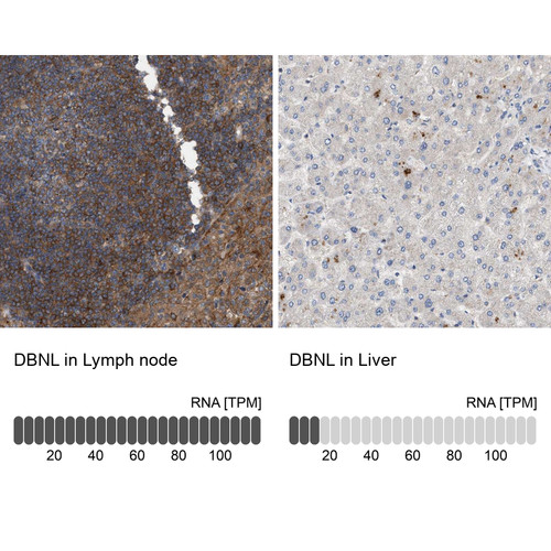 Immunohistochemistry analysis in human lymph node and liver tissues using Anti-DBNL antibody. Corresponding DBNL RNA-seq data are presented for the same tissues.