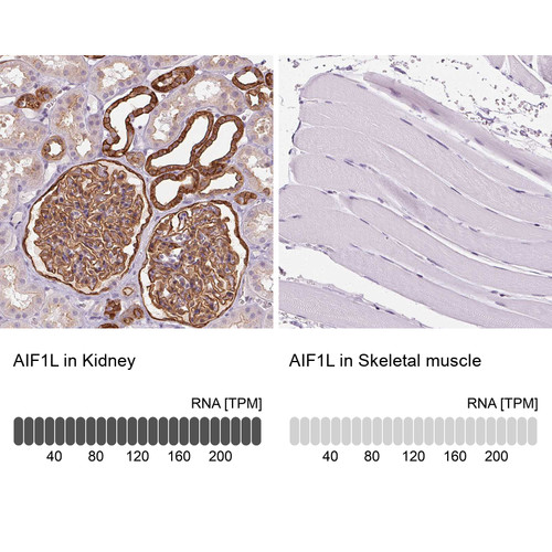 Immunohistochemistry analysis in human kidney and skeletal muscle tissues using HPA020522 antibody. Corresponding AIF1L RNA-seq data are presented for the same tissues.