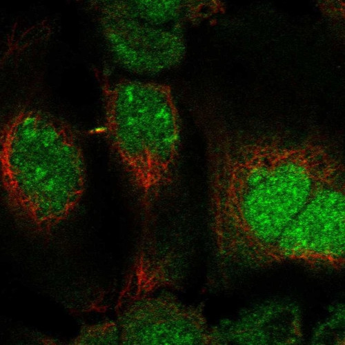 Immunofluorescent staining of human cell line A-431 shows localization to nucleus, nucleoli fibrillar center & cytokinetic bridge.