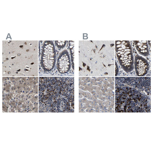 Immunohistochemical staining of human cerebral cortex, colon, liver and lymph node using Anti-EBAG9 antibody HPA021153 (A) shows similar protein distribution across tissues to independent antibody HPA021154 (B).