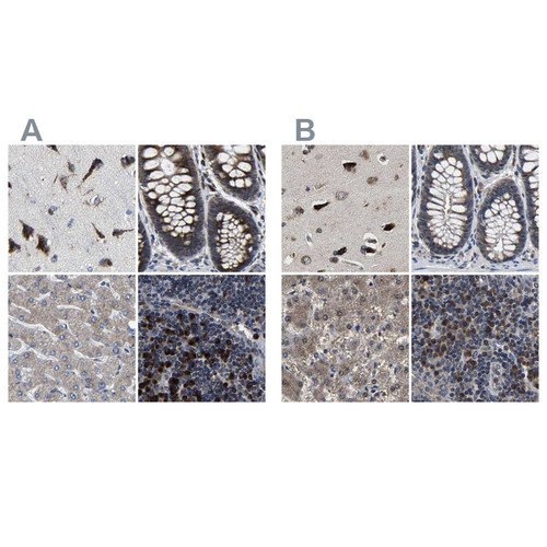 Immunohistochemical staining of human cerebral cortex, colon, liver and lymph node using Anti-EBAG9 antibody HPA021154 (A) shows similar protein distribution across tissues to independent antibody HPA021153 (B).