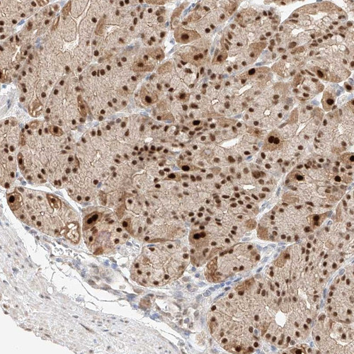Immunohistochemical staining of human stomach shows strong nuclear positivity in glandular cells.